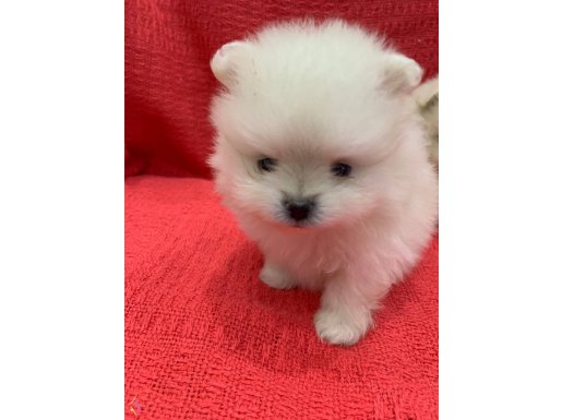 13 şubat doğumlu 2 kız 2 erkek pomeranian boo yavrularım 