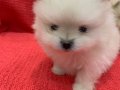 13 şubat doğumlu 2 kız 2 erkek pomeranian boo yavrularım 
