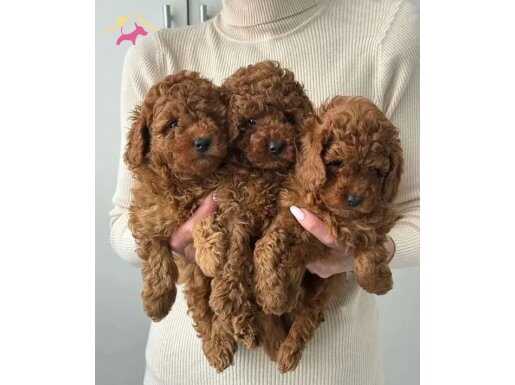 Poddle Bebekler Yeni Ailelerini Bekliyor..