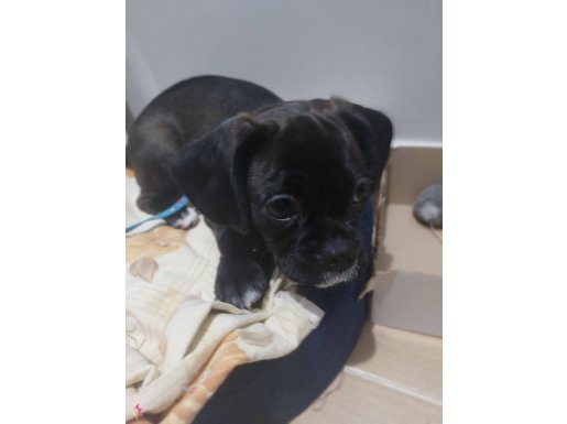 KALITELI PUG MIX PUPPIES 