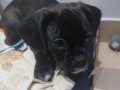 KALITELI PUG MIX PUPPIES 