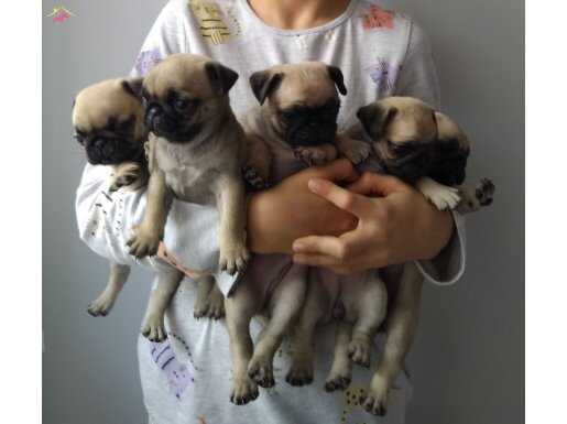 Pug Mops 