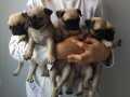 Pug Mops 