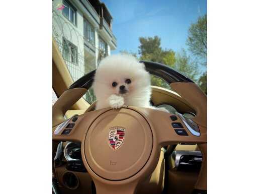 POMERANİAN BOO