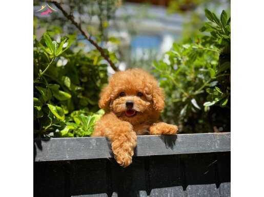 TOY POODLE YAVRUMUZ