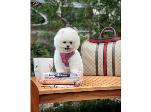 TEDDY BEAR POMERANİAN BOO