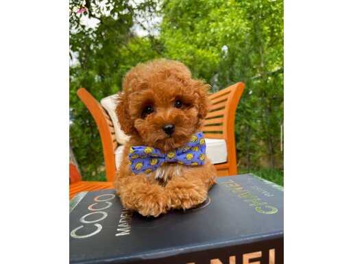 A KALİTE TOY POODLE