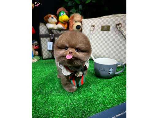 ÖZEL ÇİKOLATA POMERANİAN BOO