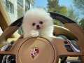 POMERANİAN BOO