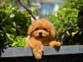 TOY POODLE YAVRUMUZ