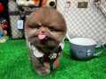 ÖZEL ÇİKOLATA POMERANİAN BOO