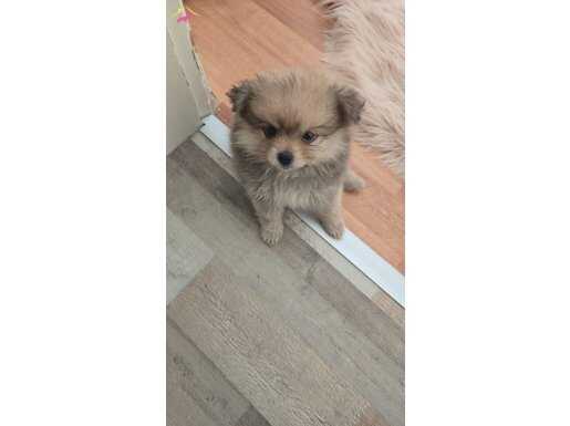 Bu kalite bu fiyat imkansız! 