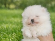 Aşırı uyguna tea cup pomerian yavrular!