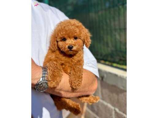 üst seviye orjinal red brown toy poodle yavrularımız
