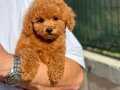 üst seviye orjinal red brown toy poodle yavrularımız