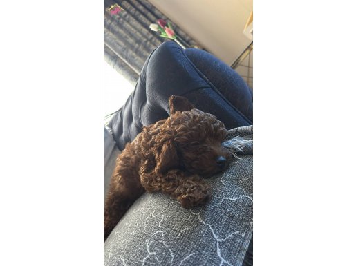 Orjinal kore toypoodle