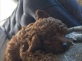 Orjinal kore toypoodle