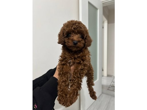 Orijinal Kore Toy Poodle