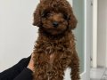 Orijinal Kore Toy Poodle