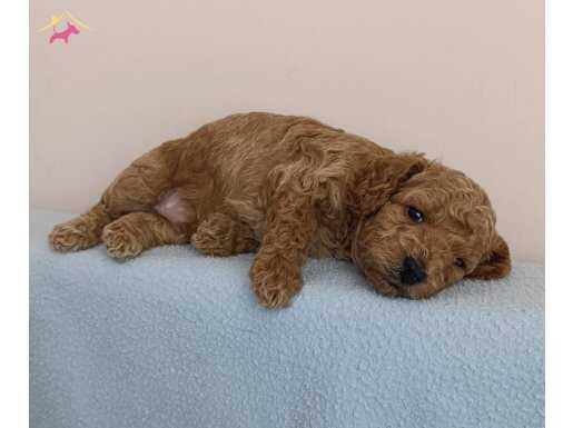 Oyuncu Poodle Yavrular