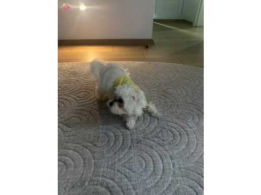 Maltese terrier dişi