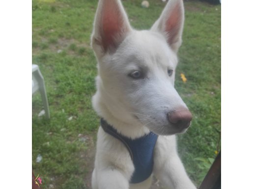 6 aylık erkek husky