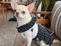 1 Yaşında Dişi Chihuahua