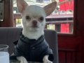 1 Yaşında Dişi Chihuahua