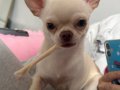 1 Yaşında Dişi Chihuahua