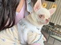 1 Yaşında Dişi Chihuahua