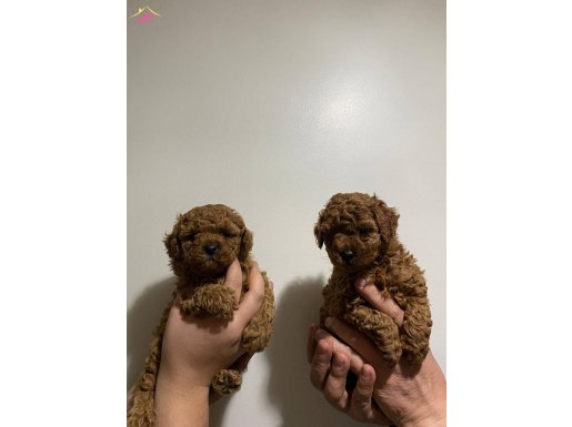 Sevimli red poodle yavrularımız yeni sahiplerini bekliyor