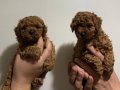 Sevimli red poodle yavrularımız yeni sahiplerini bekliyor