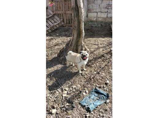 5 aylik bakımlı bütün aşıları tam bebekler bebeği pug 