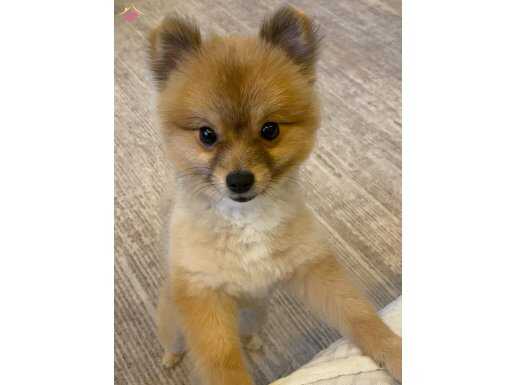 4 ayık erkek pomeranian