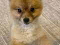 4 ayık erkek pomeranian
