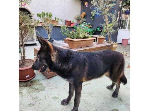 Bi Color K9 Safkan Alman Kurdu (Özel Irk) ÜCRETSİZDİR!