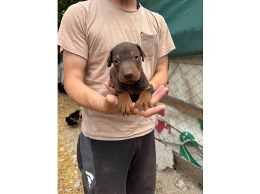 Doberman yavrularımız yeni yuvalarını arıyor 