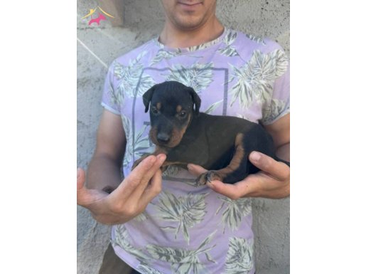 MİNİK YAVRULARIMIZ YENİ YUVALARINI BEKLİYOR 