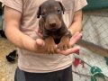 Doberman yavrularımız yeni yuvalarını arıyor 