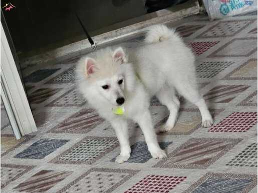 Beyaz erkek pomerian spitz