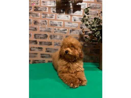 Dişi toy poodle 