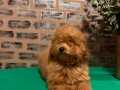 Dişi toy poodle 