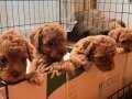 Red toy poodle yavrular 2 aylik 