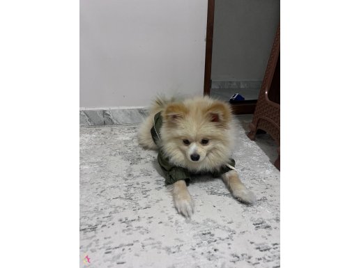 Pomeranian  