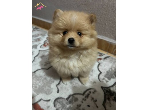2.5 aylık Pomerian