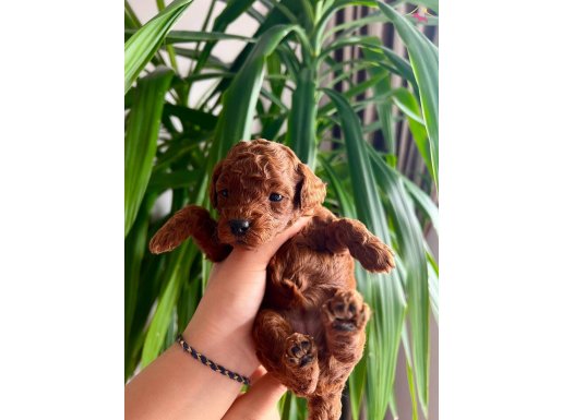 IRK VE SAĞLIK GARANTİLİ POODLE YAVRUSU - AÇIKLAMAYI OKUYUNUZ