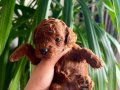 IRK VE SAĞLIK GARANTİLİ POODLE YAVRUSU - AÇIKLAMAYI OKUYUNUZ