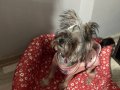7 aylık enerjik yorkie 