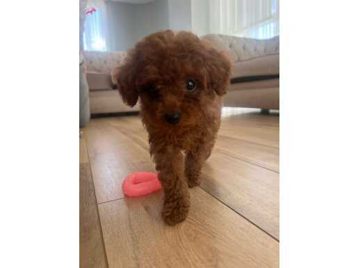2 AYLIK DİŞİ , ÇİPLİ TOY POODLE