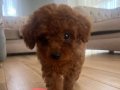 2 AYLIK DİŞİ , ÇİPLİ TOY POODLE